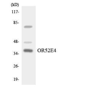Polyclonal Rabbit anti-Human OR52E4 Antibody (aa190-239, WB)