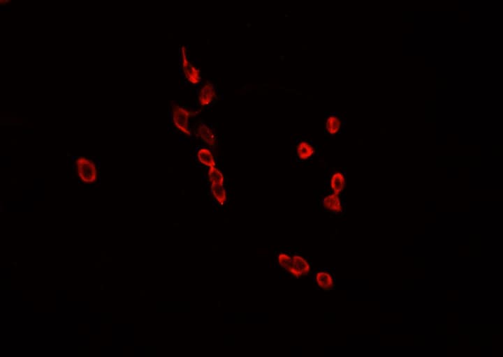 HNRNPL / hnRNP L Antibody