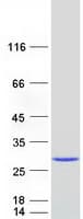 Human CRYGS Protein (Recombinant Myc-DDK (Flag))