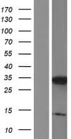 C3orf33 Protein (Over-Expression Lysate Myc-DDK (Flag))
