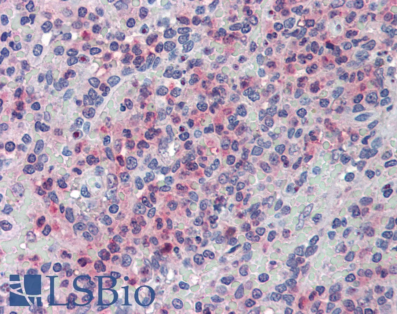 IHC-plus™ GLG1 / MG160 Antibody (Internal)