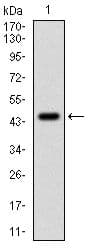 PPP1CA / PP1-Alpha Antibody (clone 5000000000)