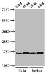 HIST1H3A Antibody