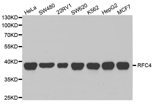 Polyclonal Rabbit anti-Human RFC4 Antibody (IHC, IF, WB)