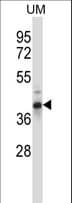 OAF Antibody (aa55-83)