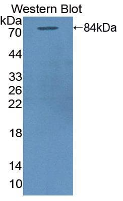 TRAP1 / HSP75 Antibody (aa60-704, APC, Cy7)