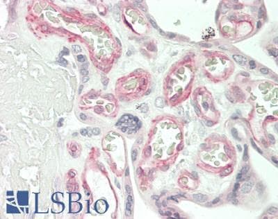 IHC-plus™ C1QTNF7 / CTRP7 Antibody (Globular domain)