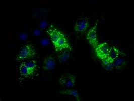 FAHD2A Antibody (clone OTI9B5, Carrier-free)