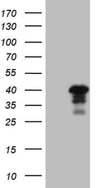 TFIIB Antibody (aa43-316, clone OTI5B6)