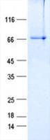 Human SLC2A4RG / GEF Protein (Recombinant GST, N-terminus + His, C-terminus)