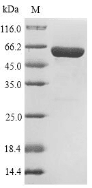 Mouse PLBD2 Protein (Recombinant 6His, N-terminus)