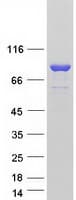 Human SEC14L1 Protein (Recombinant Myc-DDK (Flag))