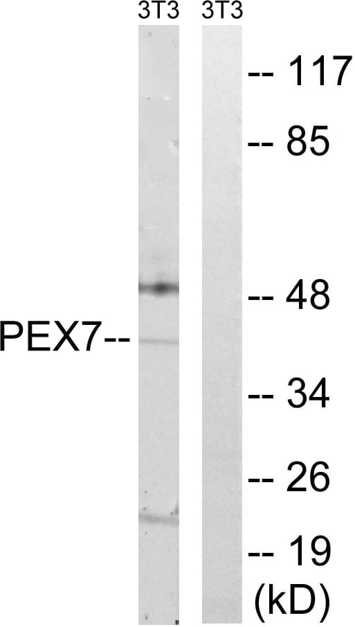 IHC-plus™ PEX7 Antibody (aa204-253)