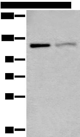 MCM9 Antibody