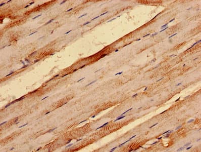 G0S2 Antibody (aa1-103)