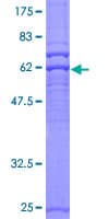 Human PRKAG2 / AMPK Gamma 2 Protein (Recombinant GST)
