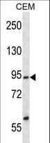 FACT / SSRP1 Antibody (aa490-518)