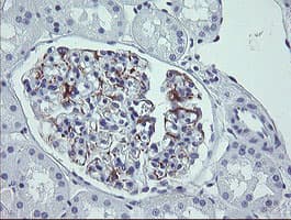 LRRC25 Antibody (clone OTI1A2)