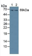 SYK Antibody (aa374-635)