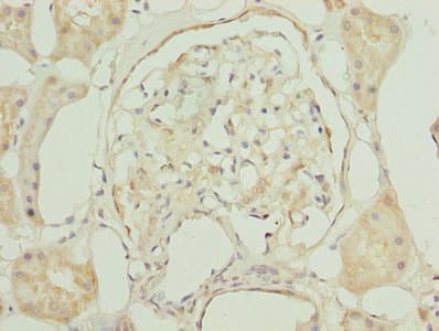 Polyclonal Rabbit anti-Human GNG5 Antibody (IHC)