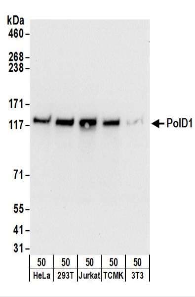 POLD1 Antibody (aa50-100)