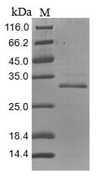 Mouse Tenascin Protein (Recombinant 10His, N-terminus + Myc, C-terminus)