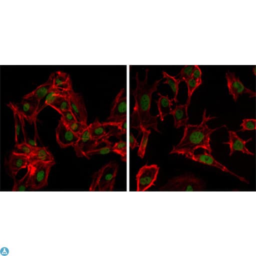 DDX4 / VASA Antibody
