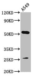 Polyclonal Rabbit anti-Human MICU1 / CBARA1 Antibody (IHC, WB)