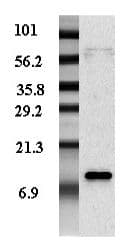 RETN / Resistin Antibody