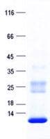 Human BET1L / GS15 Protein (Recombinant His, N-Terminal)