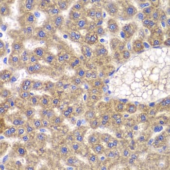 FASTK / FAST Antibody