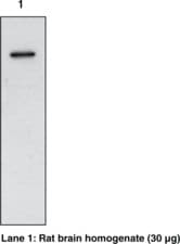 Polyclonal Rabbit anti-Mouse PTGS1 / COX-1 Antibody (IHC, WB)