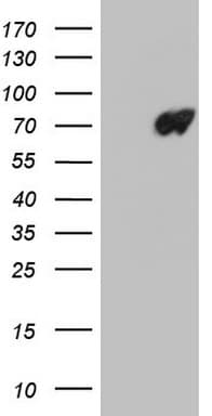 LMNB2 / Lamin B2 Antibody (clone OTI2C6)