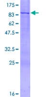 Human PIK3R5 Protein (Recombinant GST)