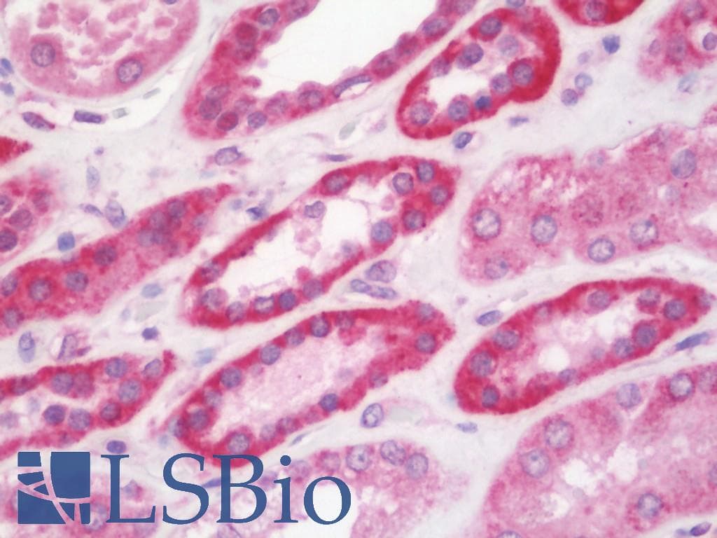 IHC-plus™ DKK3 Antibody