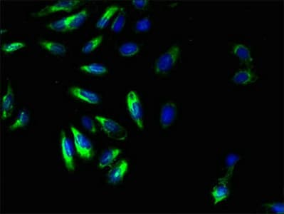 Polyclonal Rabbit anti-Human GPR161 Antibody (IHC, WB)