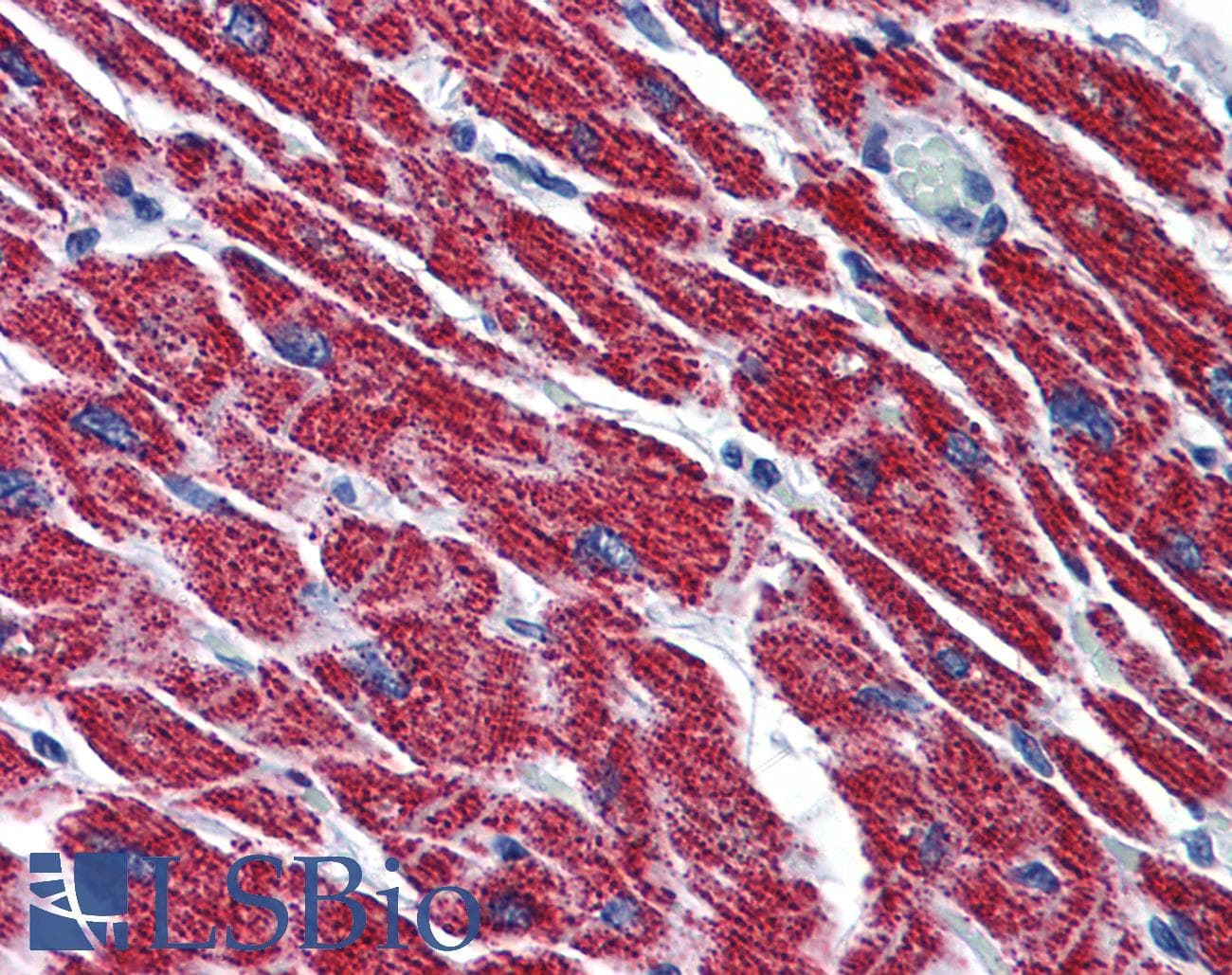 IHC-plus™ HADH Antibody (clone 4B5)