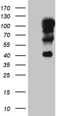 TCF12 / HEB Antibody (clone OTI4D6G8, Carrier-free)
