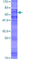 Human CHEMR23 / CMKLR1 Protein (Recombinant GST)