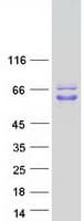 Human PAIP1 Protein (Recombinant Myc-DDK (Flag))