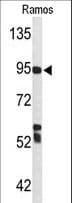 Complement C7 Antibody (aa375-403)