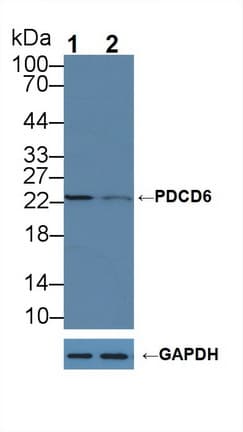 PDCD6 / ALG-2 Antibody (aa32-191)