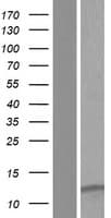 LENEP Protein (Over-Expression Lysate Myc-DDK (Flag))