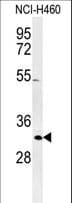 XPA Antibody (aa221-250)