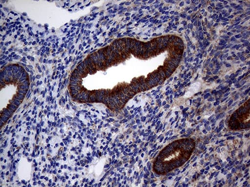 Monoclonal Mouse anti-Human DIRAS2 Antibody (clone OTI8A5, aa1-196, IHC, WB)