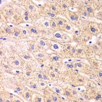 TXN2 / Thioredoxin 2 Antibody