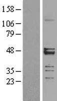 MRPS27 Protein (Over-Expression Lysate Myc-DDK (Flag))