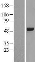 FOXD4 Protein (Over-Expression Lysate Myc-DDK (Flag))