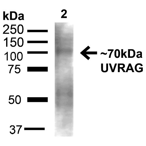 UVRAG Antibody (RPE)