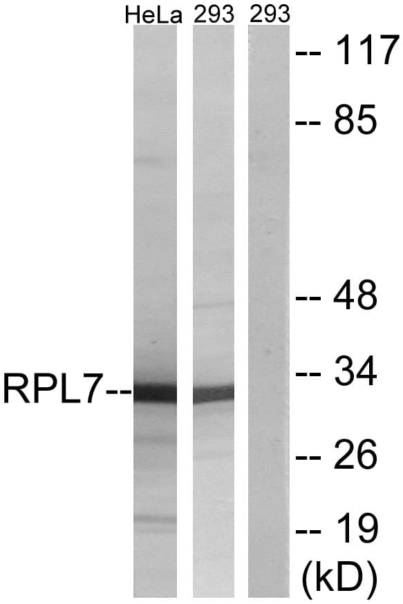 IHC-plus™ RPL7 / Ribosomal Protein L7 Antibody (aa199-248)